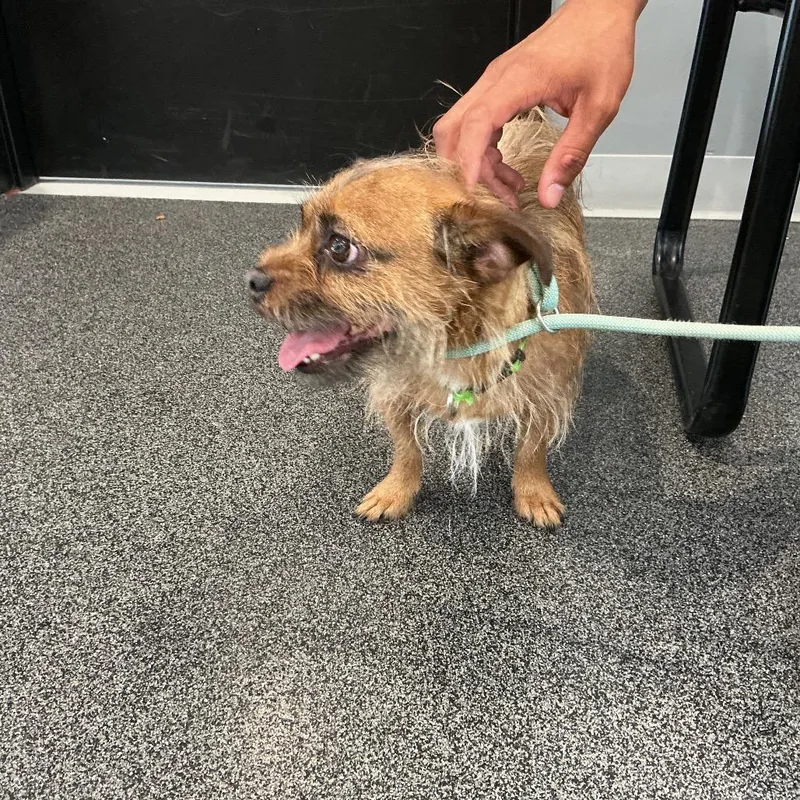 A young small-sized male Golden Mixed Breed dog named Otto for adoption in Allentown, PA