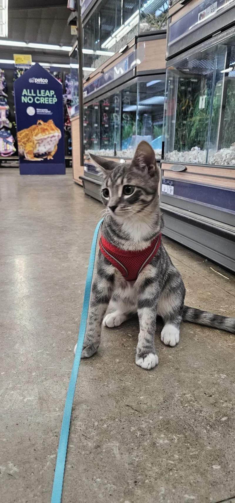 A young medium-sized male Gray / Blue / Silver Tabby cat named June Bug for adoption in Los Angeles, CA