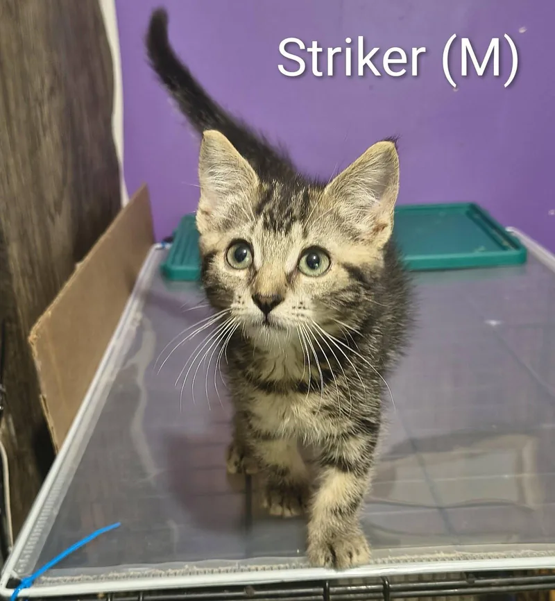 A baby medium-sized male Domestic Short Hair cat named Striker for adoption in Saugerties, NY