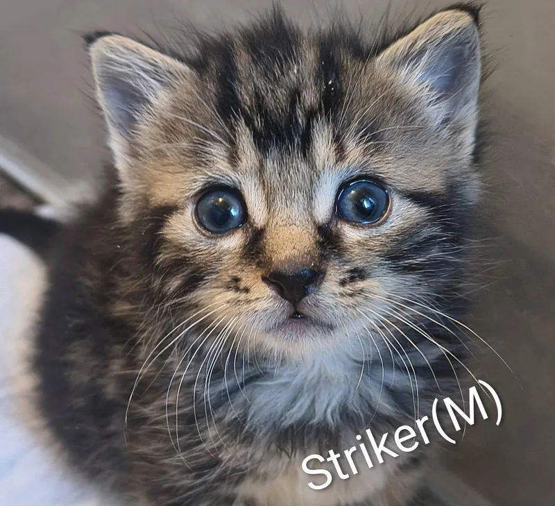 Striker thumbnail 2