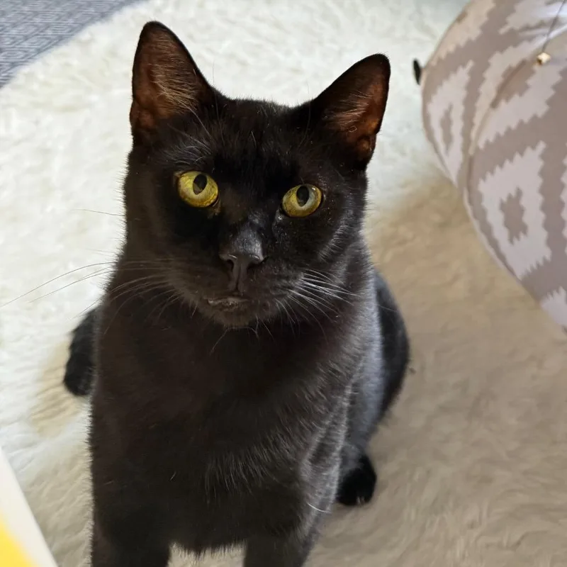 An adult medium-sized female Black Domestic Short Hair cat named Myrica for adoption in Falls Church, VA