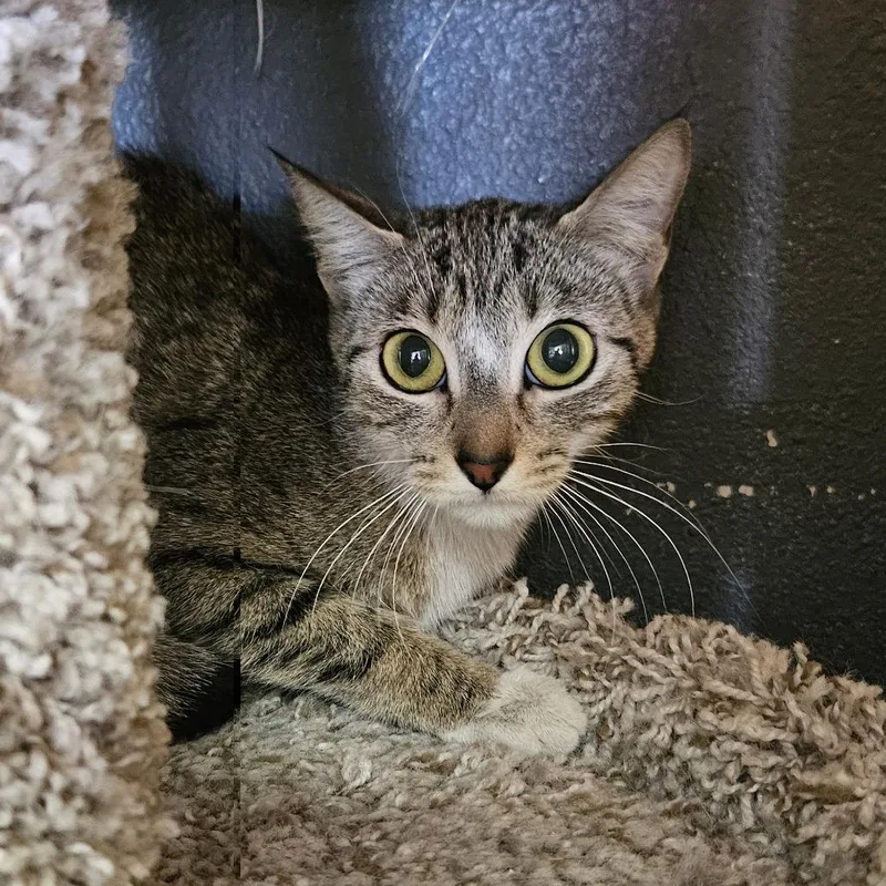 A young small-sized female Brown / Chocolate Domestic Short Hair cat named Valet for adoption in Las Vegas, NV