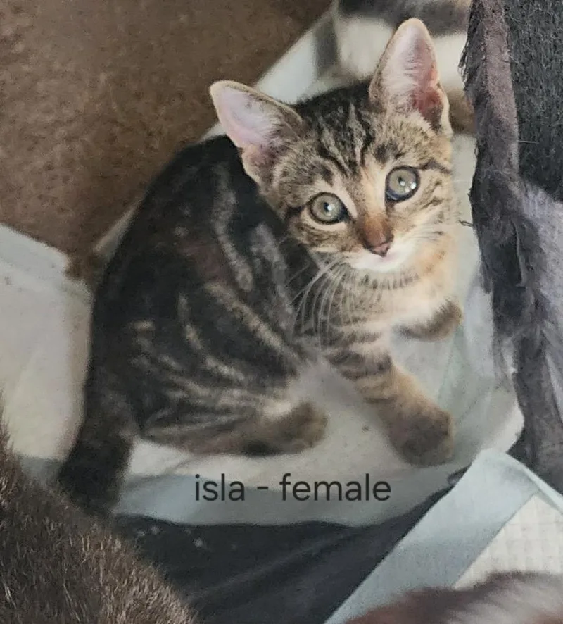 A baby small-sized female American Shorthair cat named Isla for adoption in Hagaman, NY