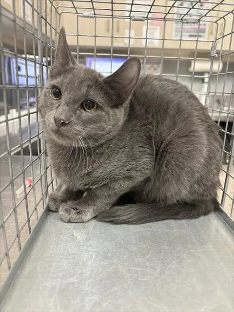 A baby small-sized female Domestic Short Hair cat named Batgirl for adoption in Las Vegas, NV