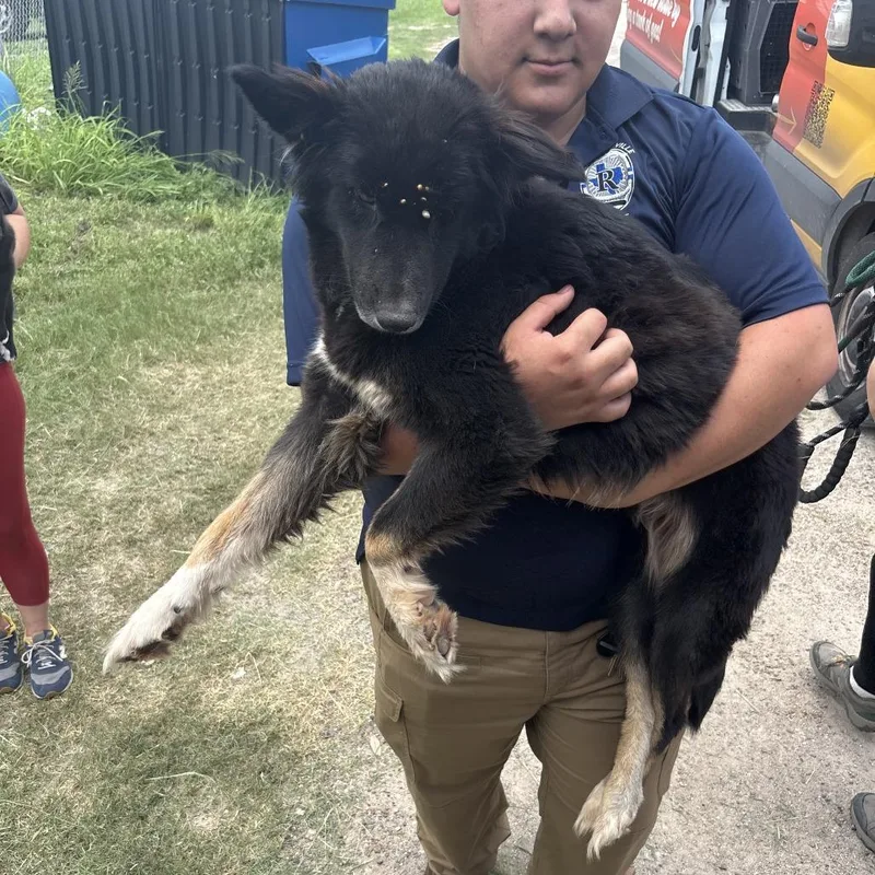 An adult medium-sized female Black Shepherd dog named Spidergirl for adoption in Austin, TX
