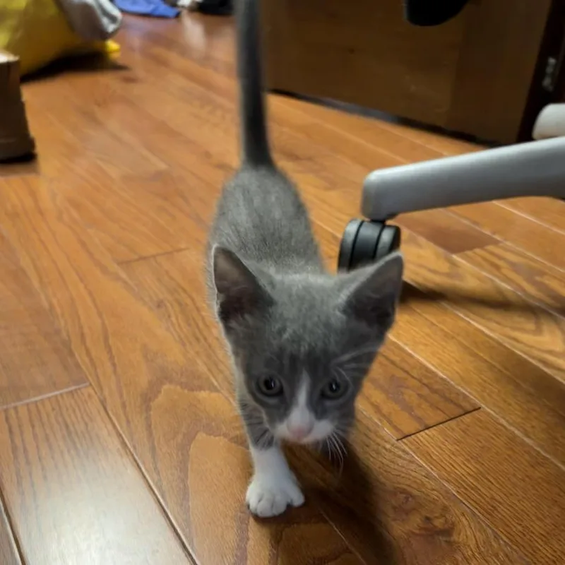 A baby small-sized male Gray / Blue / Silver Domestic Short Hair cat named Pauly for adoption in Tustin, CA