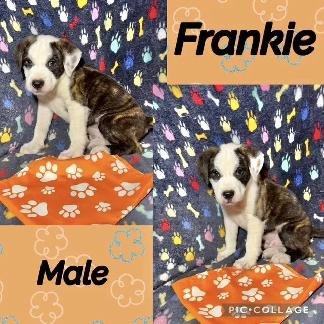 A baby medium-sized male Labrador Retriever dog named Frankie for adoption in Manchester, CT