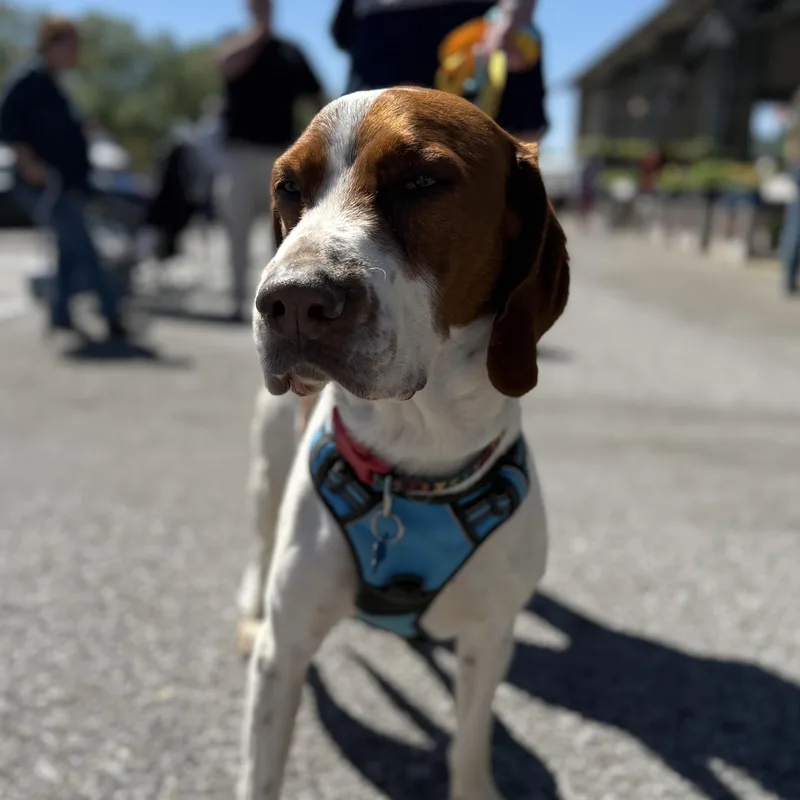 An adult medium-sized male Red / Chestnut / Orange Hound dog named Otto for adoption in Columbia, SC