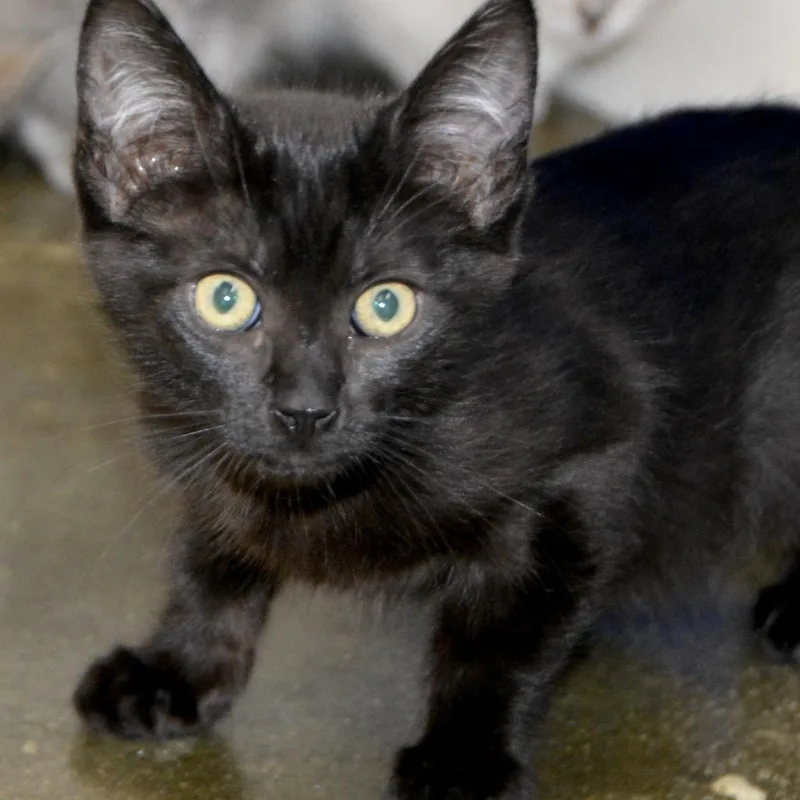 A baby small-sized female Black Domestic Short Hair cat named Ruffles for adoption in Los Angeles, CA