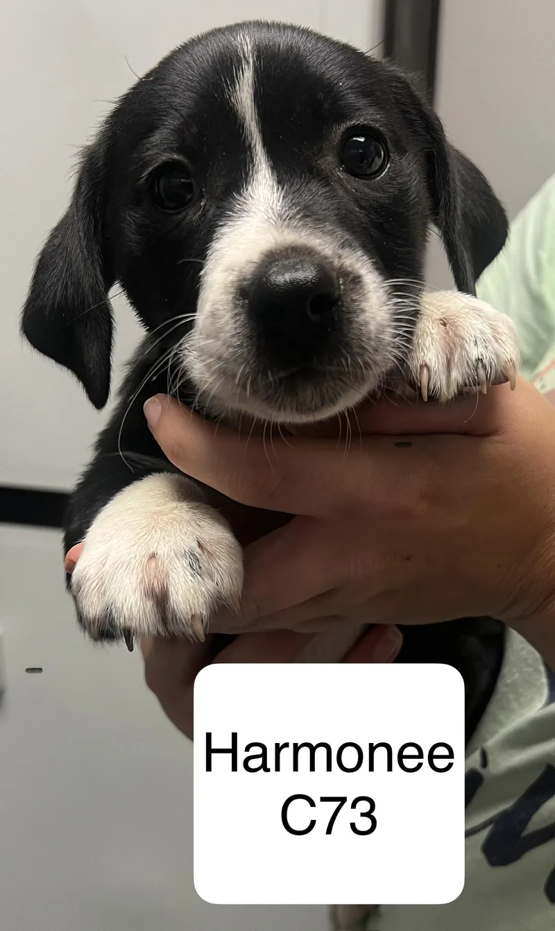 A baby medium-sized female Black Beagle dog named Harmonee for adoption in Morganton, NC