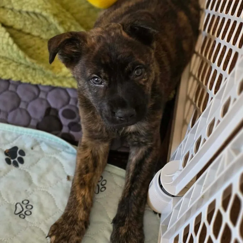 A baby medium-sized male Brindle Mixed Breed dog named Moose Tracks for adoption in Fredericksburg, VA
