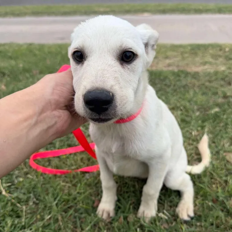 A baby medium-sized female White / Cream Australian Cattle Dog / Blue Heeler dog named Luna for adoption in Aledo, TX