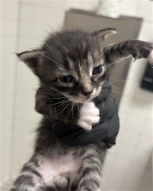 A baby medium-sized male Domestic Short Hair cat named Manny for adoption in Dallas, TX