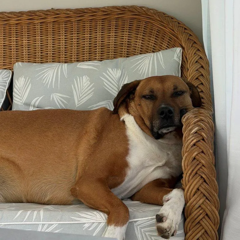An adult medium-sized male Mixed Breed dog named Ollie for adoption in New Bedford, MA
