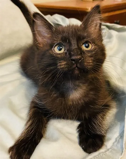 A baby small-sized female Domestic Short Hair cat named Diane for adoption in Sacramento, CA