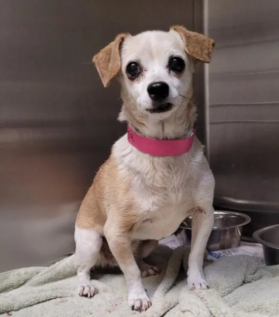 An adult small-sized female Chihuahua dog named Elsa for adoption in Los Angeles, CA