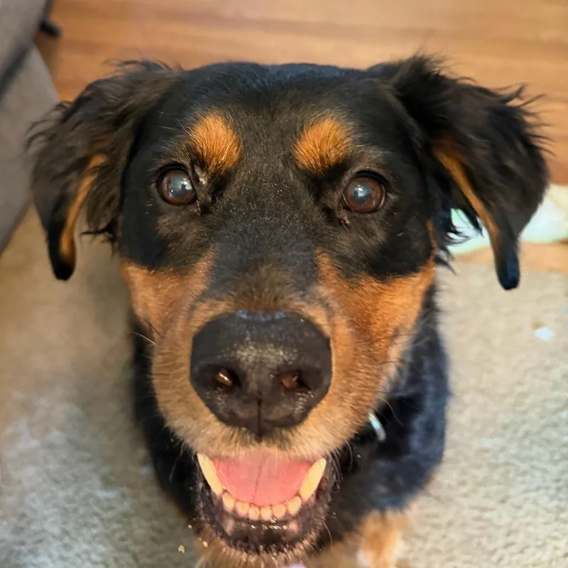 A senior small-sized female Black American Staffordshire Terrier dog named Jazz for adoption in Minneapolis, MN