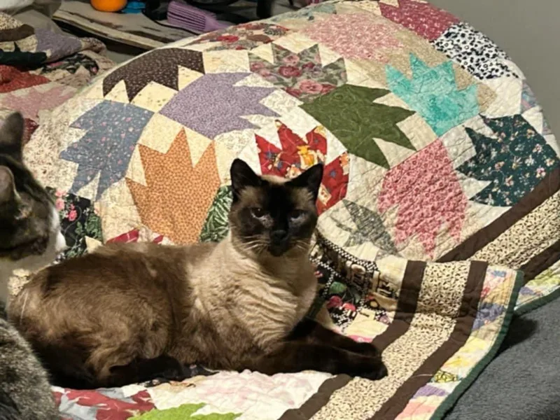 Blu & Bon Clay thumbnail 3