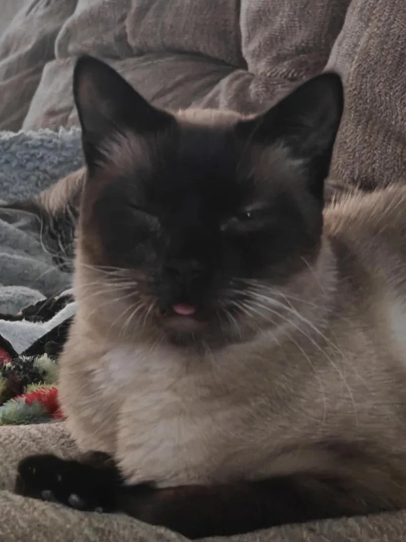 Blu & Bon Clay thumbnail 4