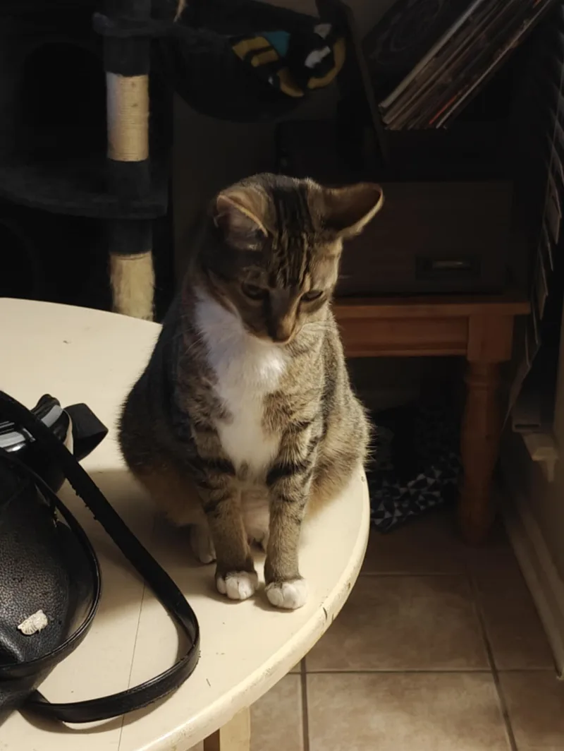 Blu & Bon Clay thumbnail 5