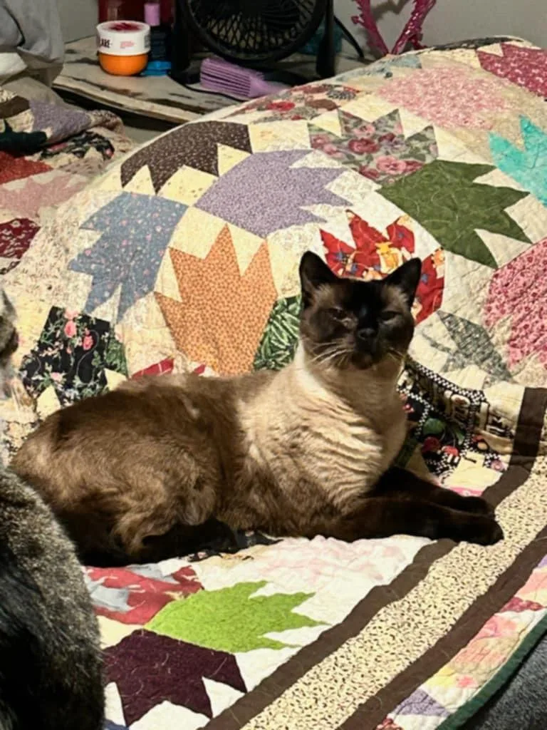 Blu & Bon Clay thumbnail 6