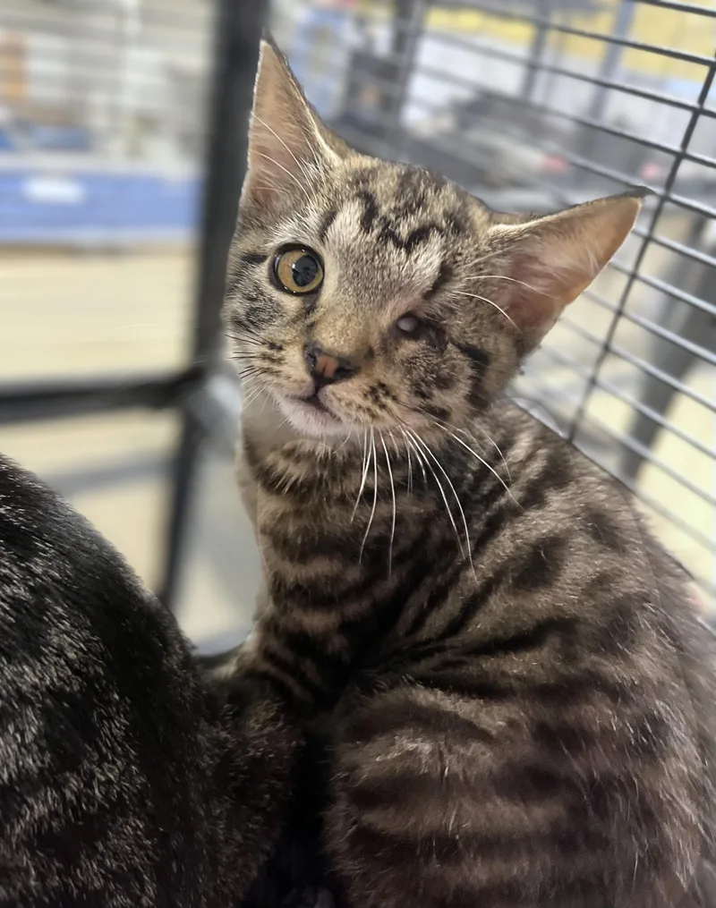 A baby medium-sized female Tabby (Brown / Chocolate) Domestic Short Hair cat named Appaloosa for adoption in Seville, OH