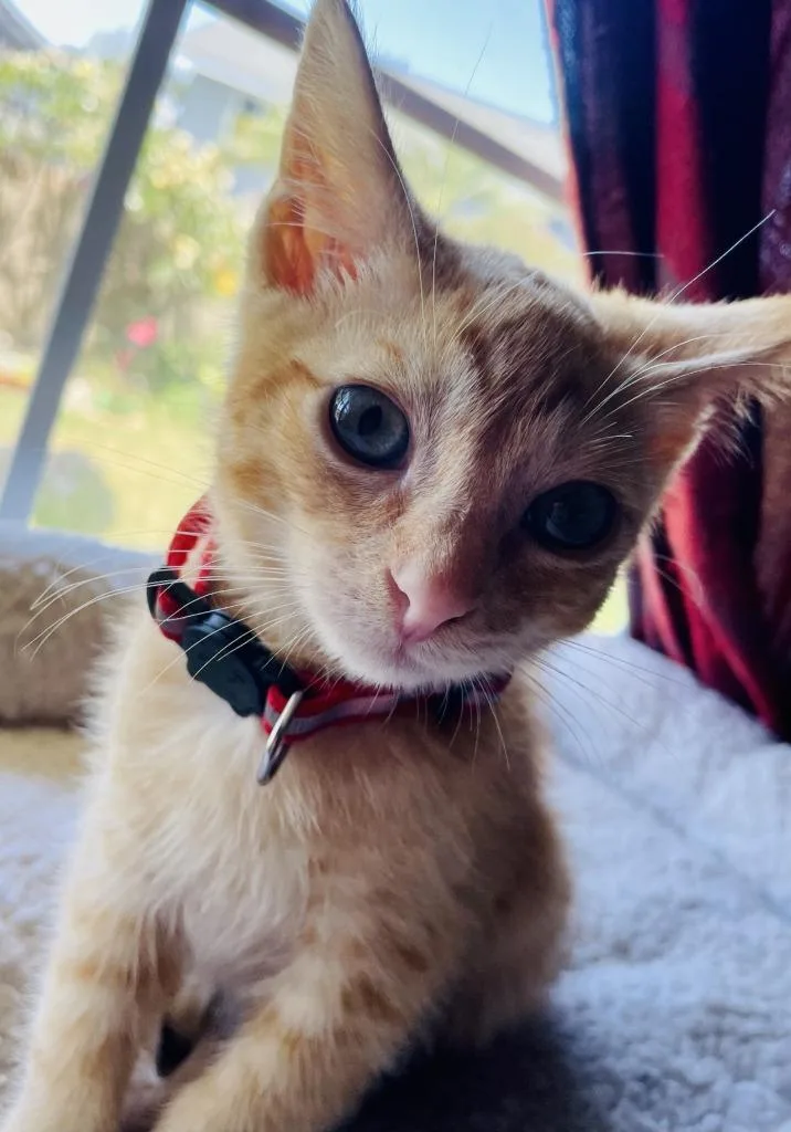 A baby small-sized male Domestic Short Hair cat named Marmalade for adoption in HUNTINGTON BEACH, CA