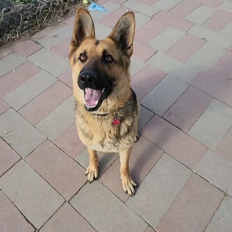 Lyla