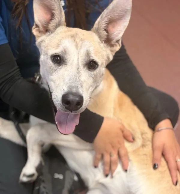 An adult large-sized female Labrador Retriever dog named Sandy for adoption in Dublin, CA