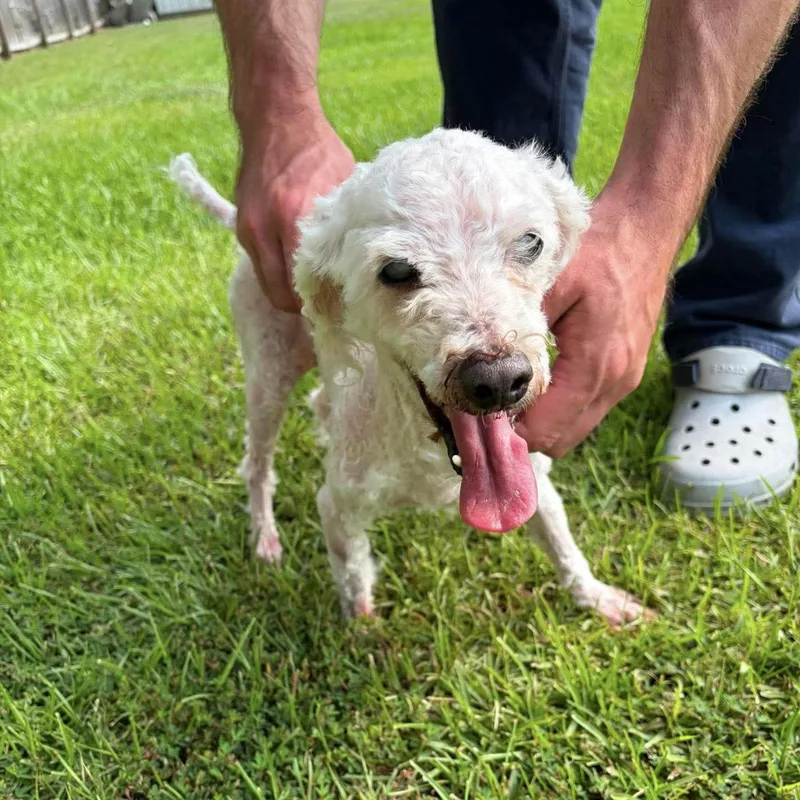 A senior small-sized male Poodle dog named Marlin for adoption in Hillsborough , NC