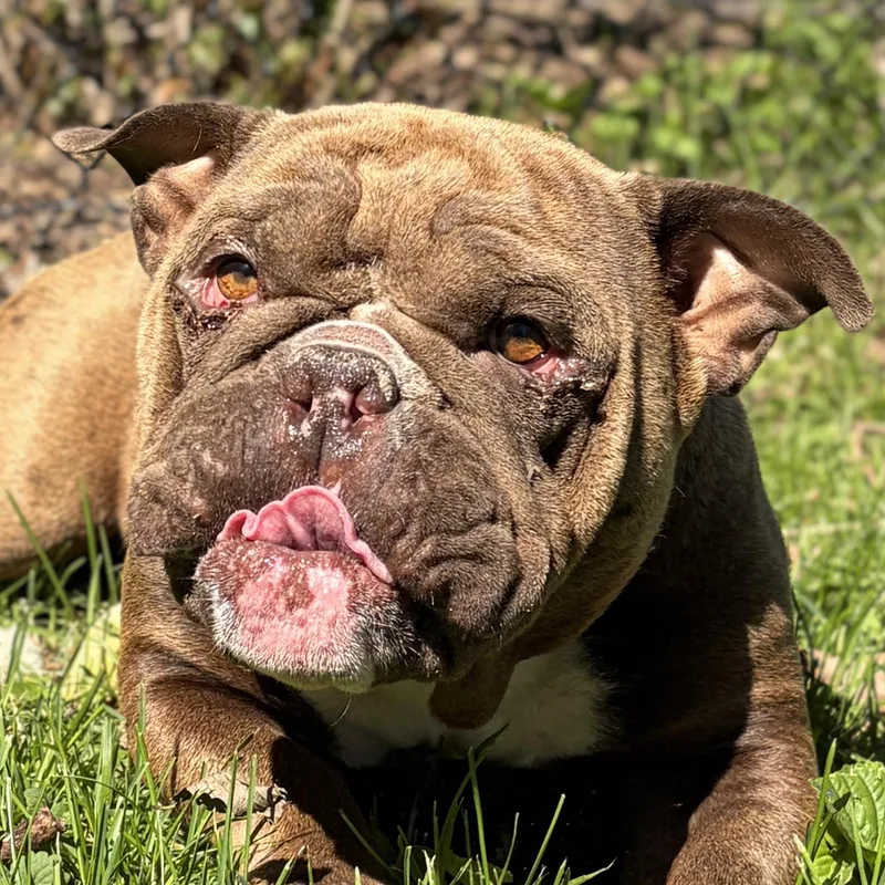 Baked Potato