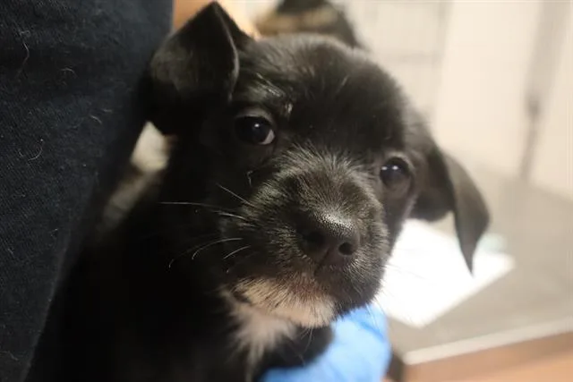 A baby small-sized male Mixed Breed dog named Ozzy for adoption in Columbia, SC