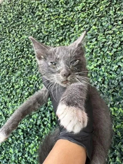 A baby small-sized male Gray / Blue / Silver American Shorthair cat named 61245789 for adoption in El Paso, TX