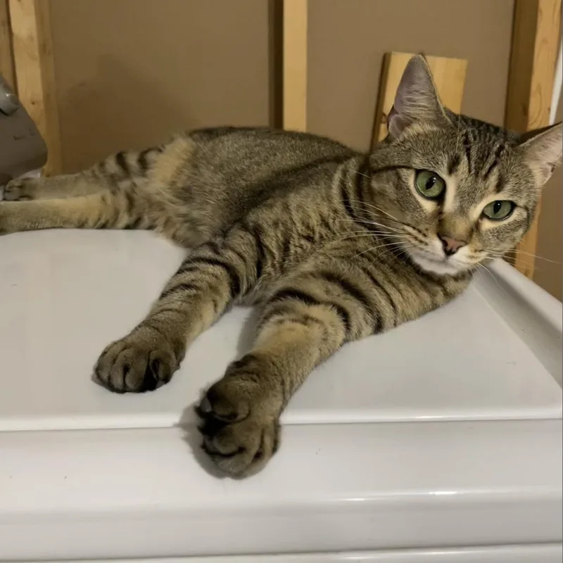 An adult small-sized female Brown / Chocolate Domestic Short Hair cat named Gracie for adoption in Roanoke, VA