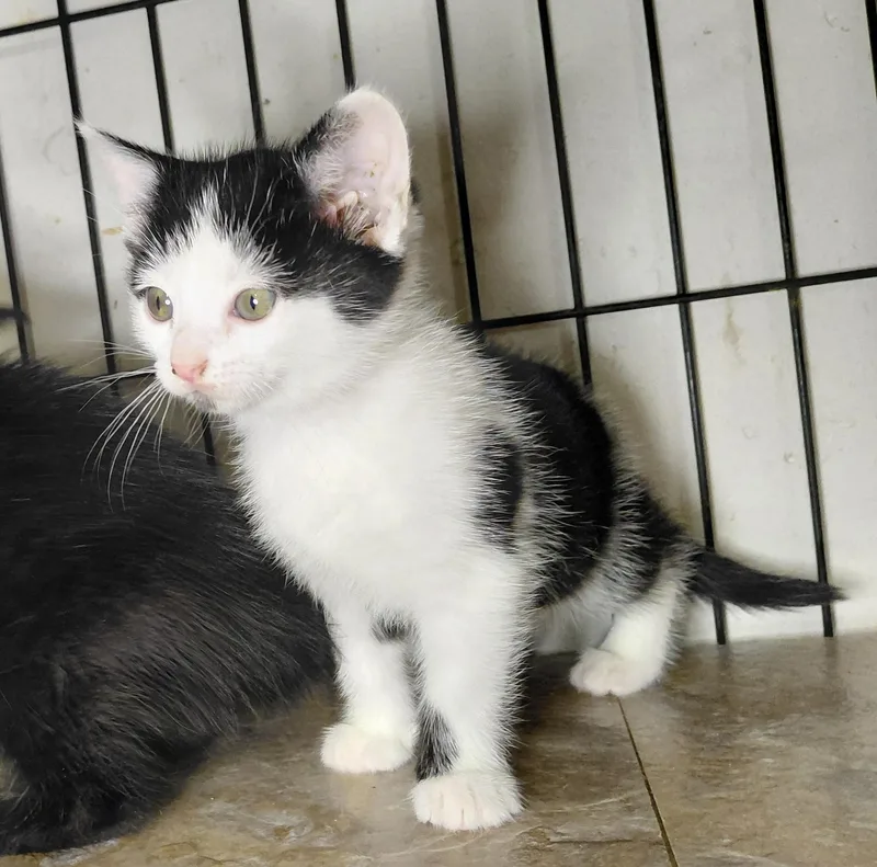 A young medium-sized female Black & White / Tuxedo Domestic Short Hair cat named Bialy for adoption in Bethpage, NY