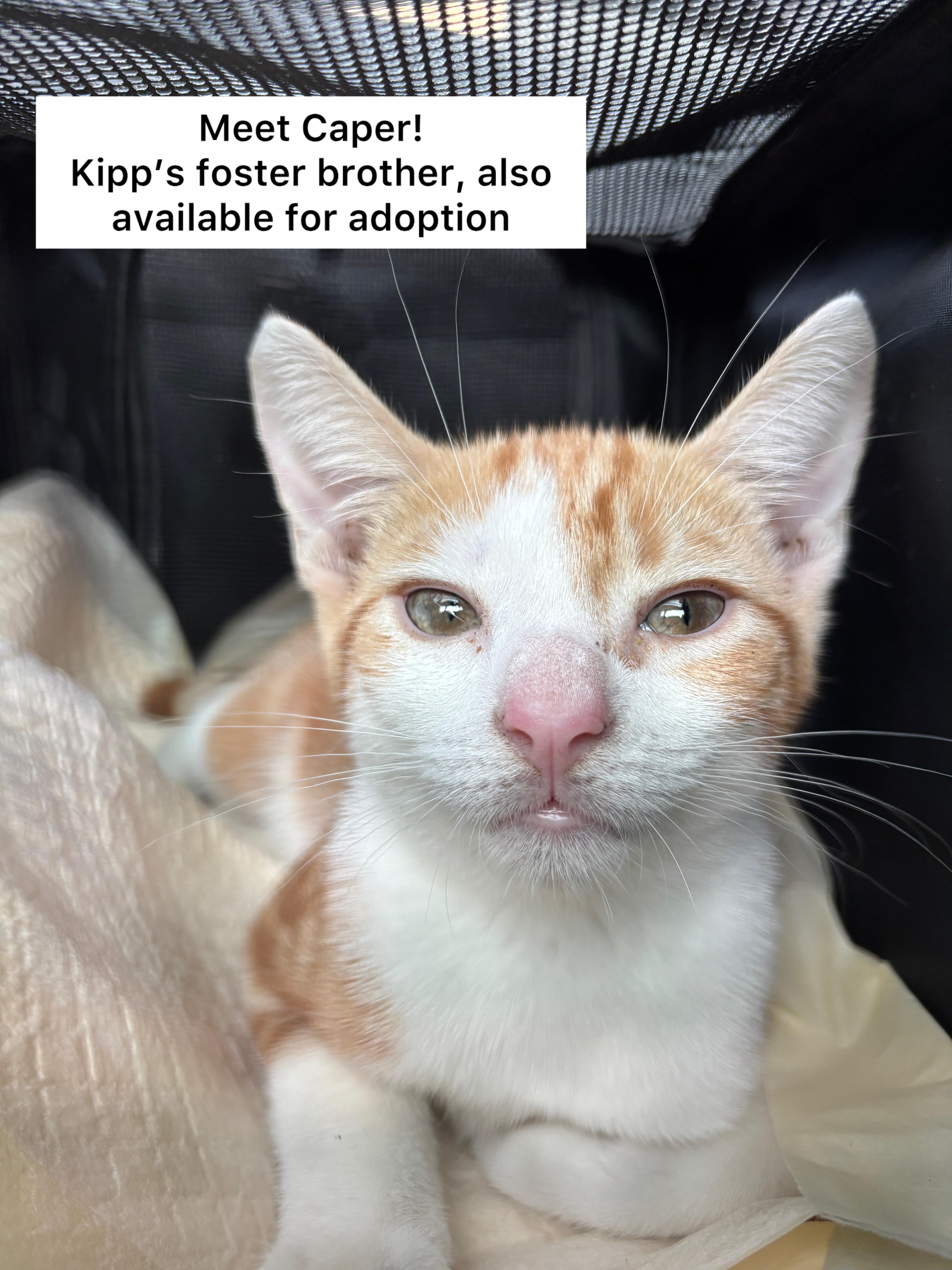 A baby medium-sized male Domestic Short Hair cat named Kipp for adoption in Brooklyn, NY