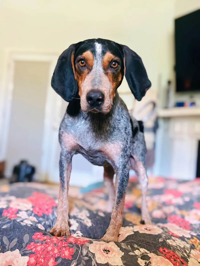 A young large-sized male Bluetick Coonhound dog named Louis for adoption in Leawood, KS
