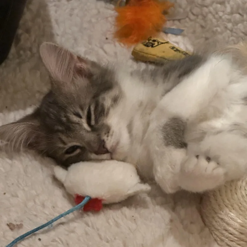 A baby medium-sized female Domestic Medium Hair cat named Sally for adoption in Atlanta, GA