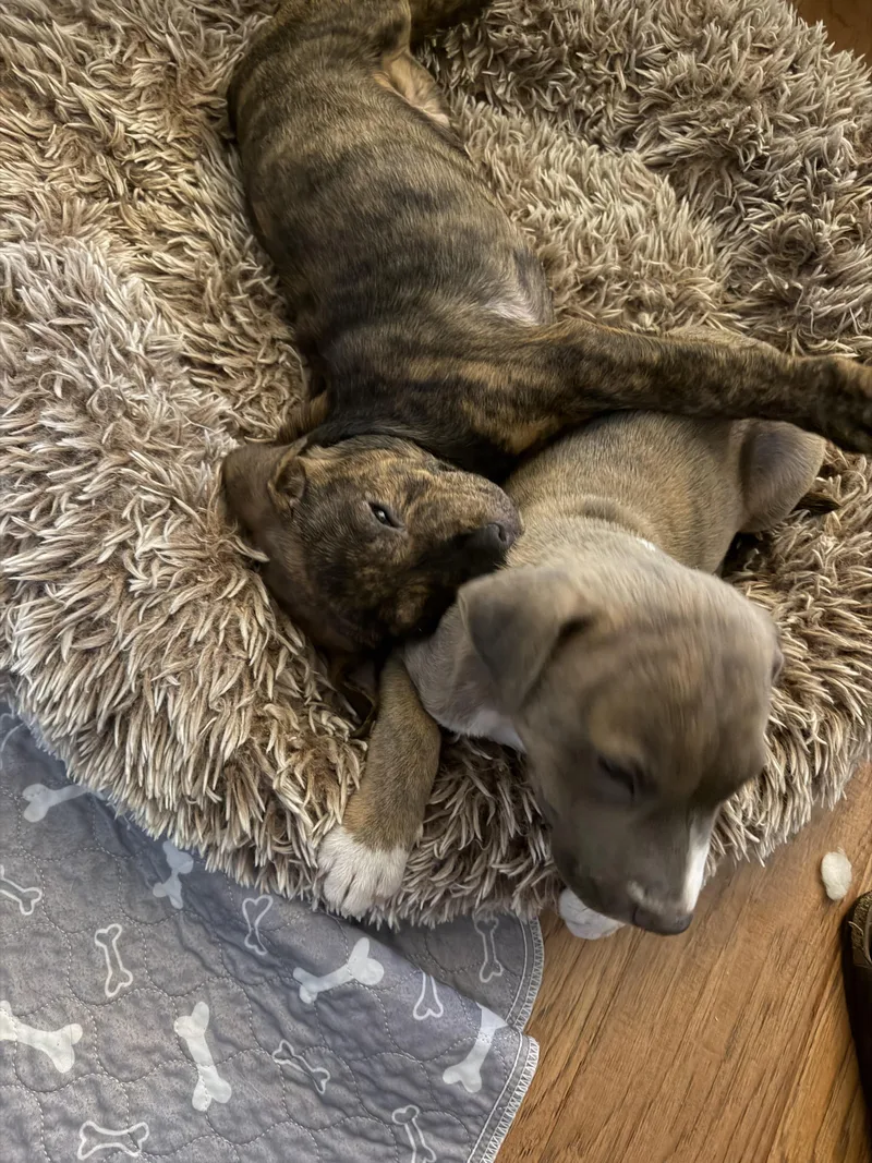 A baby medium-sized male Terrier dog named Sully for adoption in Helotes , TX