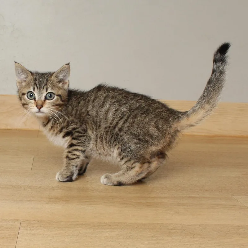 A baby small-sized male Brown / Chocolate Domestic Short Hair cat named Ahi Tuna C for adoption in Minnetonka, MN