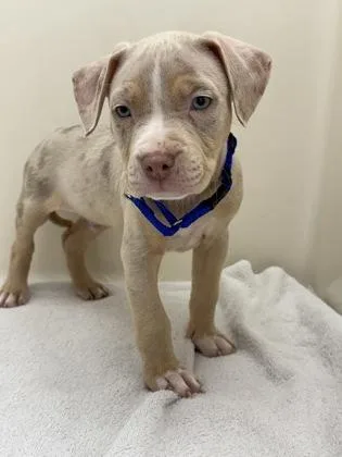 An adult medium-sized male Mixed Breed dog named Shark for adoption in West Chester, PA