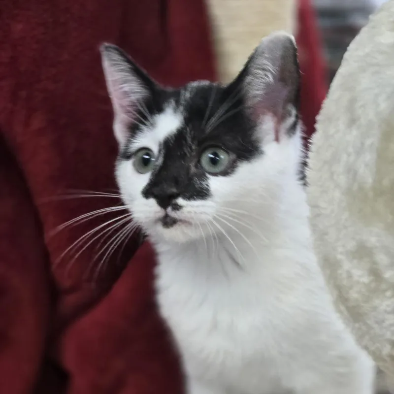 An adult small-sized female White Domestic Short Hair cat named Venus for adoption in Lexington, SC