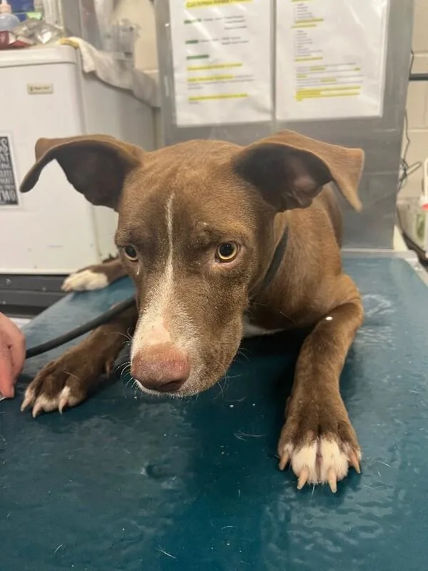 An adult medium-sized male Brown / Chocolate Mixed Breed dog named Nox for adoption in Mobile, AL