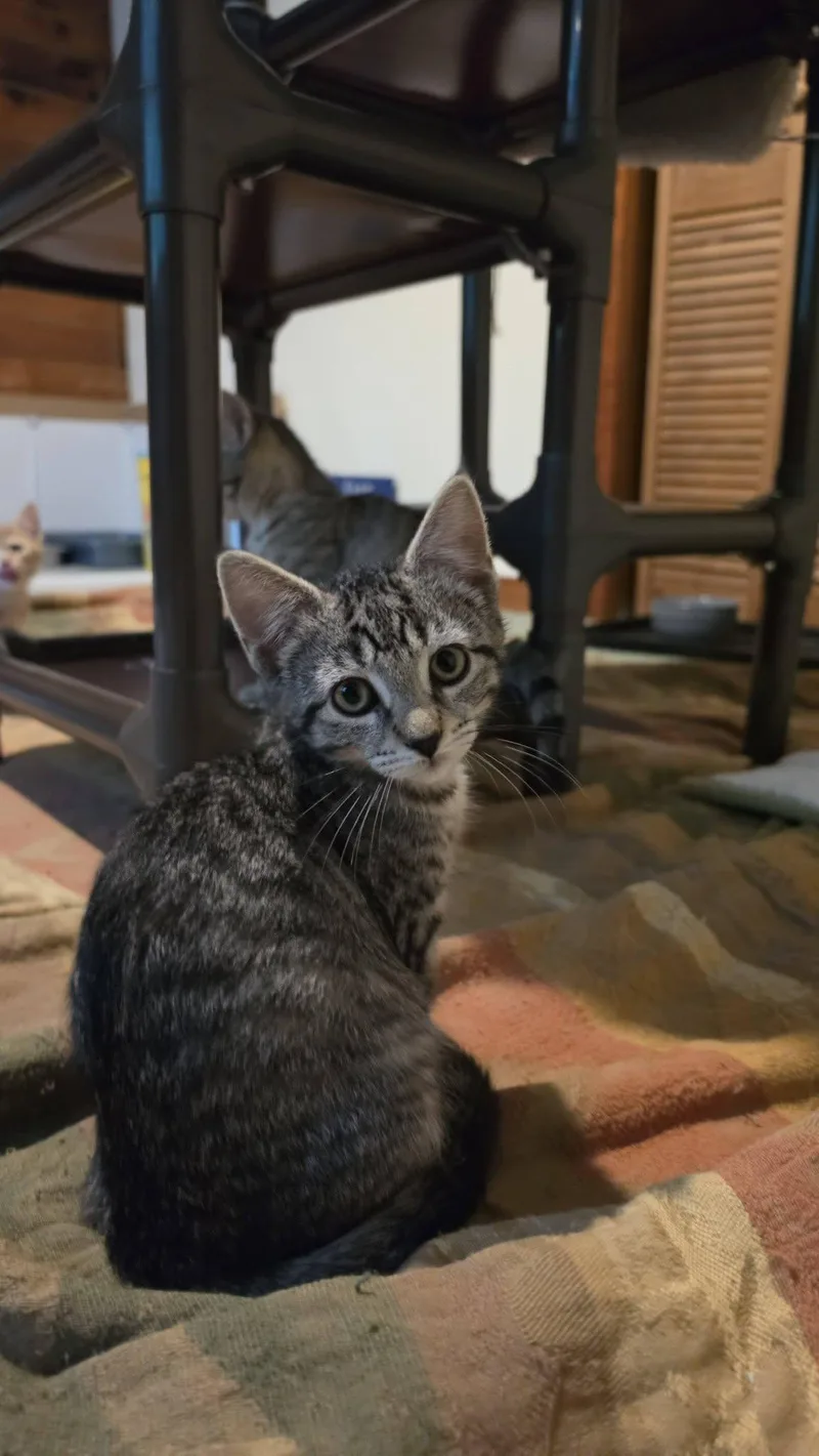 A baby medium-sized female Gray & White Domestic Short Hair cat named Neptune for adoption in Delmar, NY