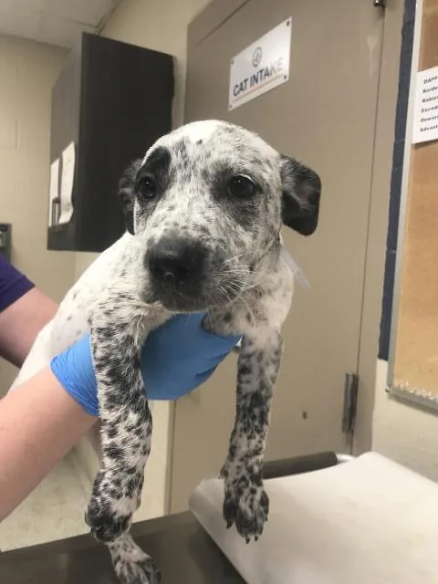 A baby small-sized male Pit Bull Terrier dog named Sharptooth for adoption in Conroe, TX