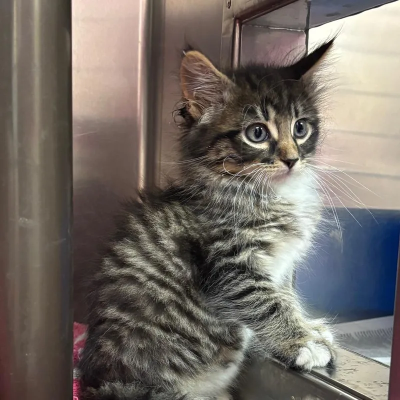 A baby small-sized male Brown / Chocolate Domestic Long Hair cat named Wahlburger for adoption in Springfield, MA