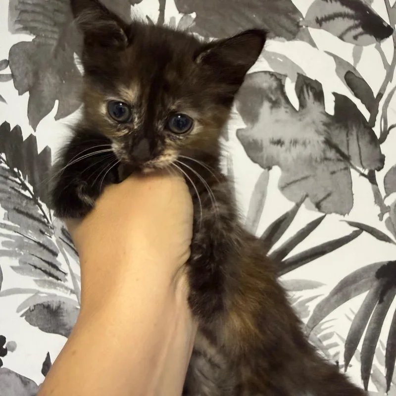 A baby small-sized female Tortoiseshell Domestic Medium Hair cat named Pippa for adoption in Wahiawa, HI