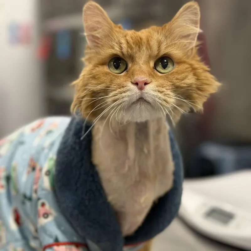 King Kong thumbnail 2