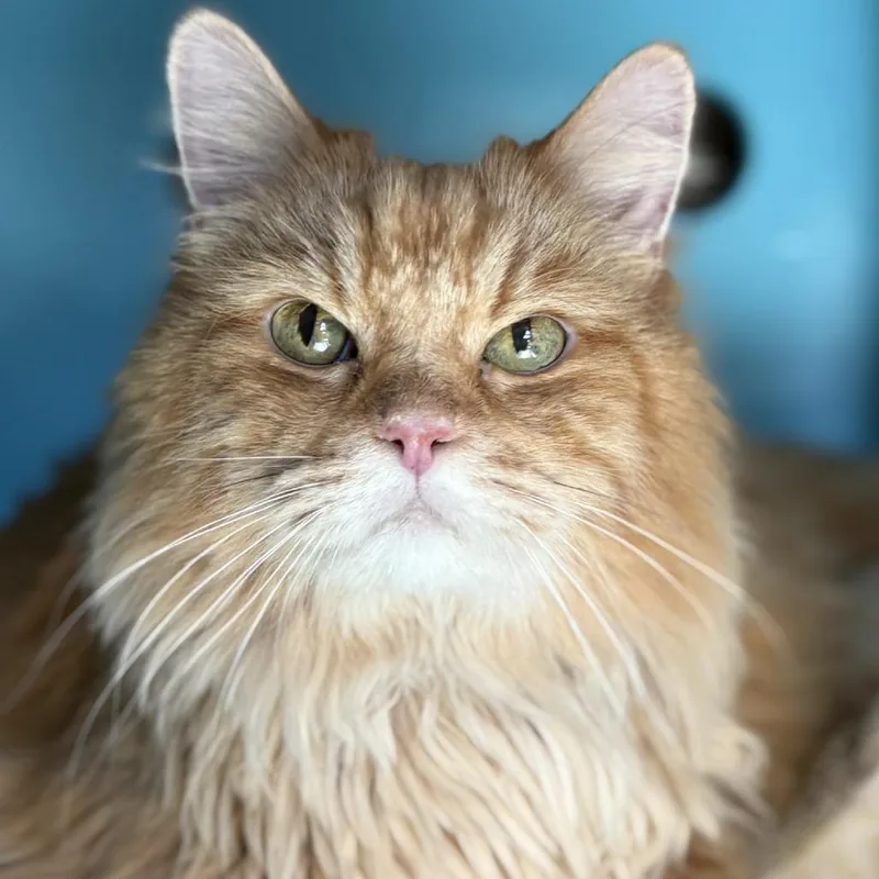 King Kong thumbnail 3