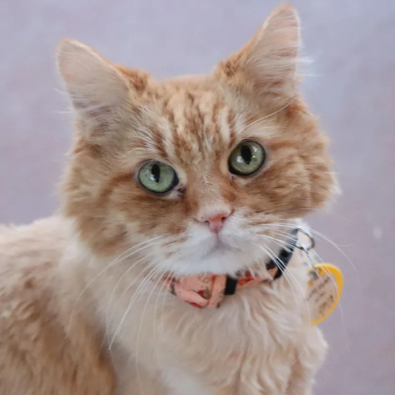 King Kong thumbnail 4